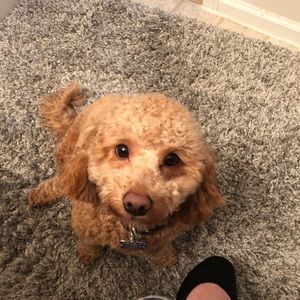 Meet your Posher, Morgan